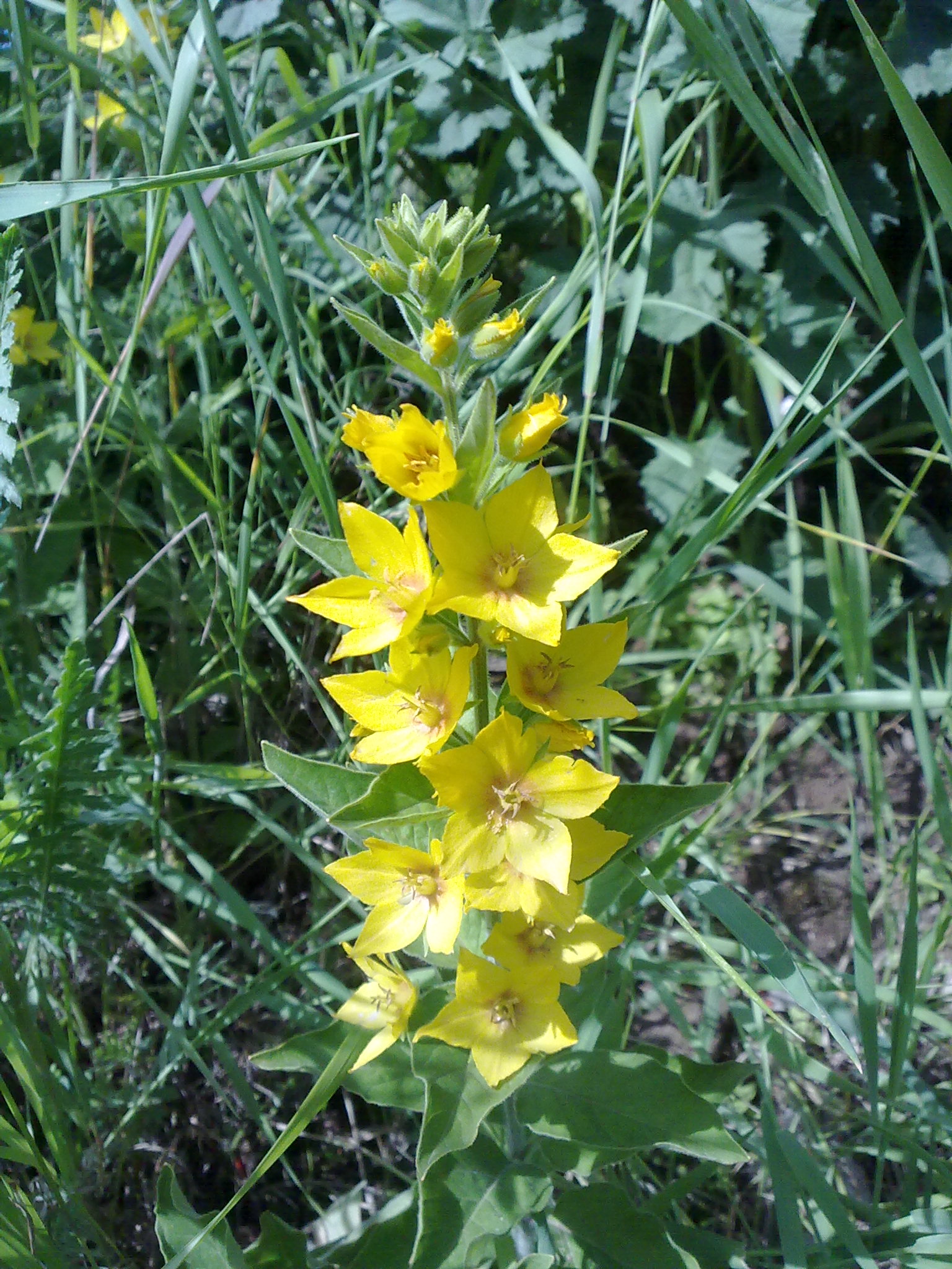 Blumenpracht01