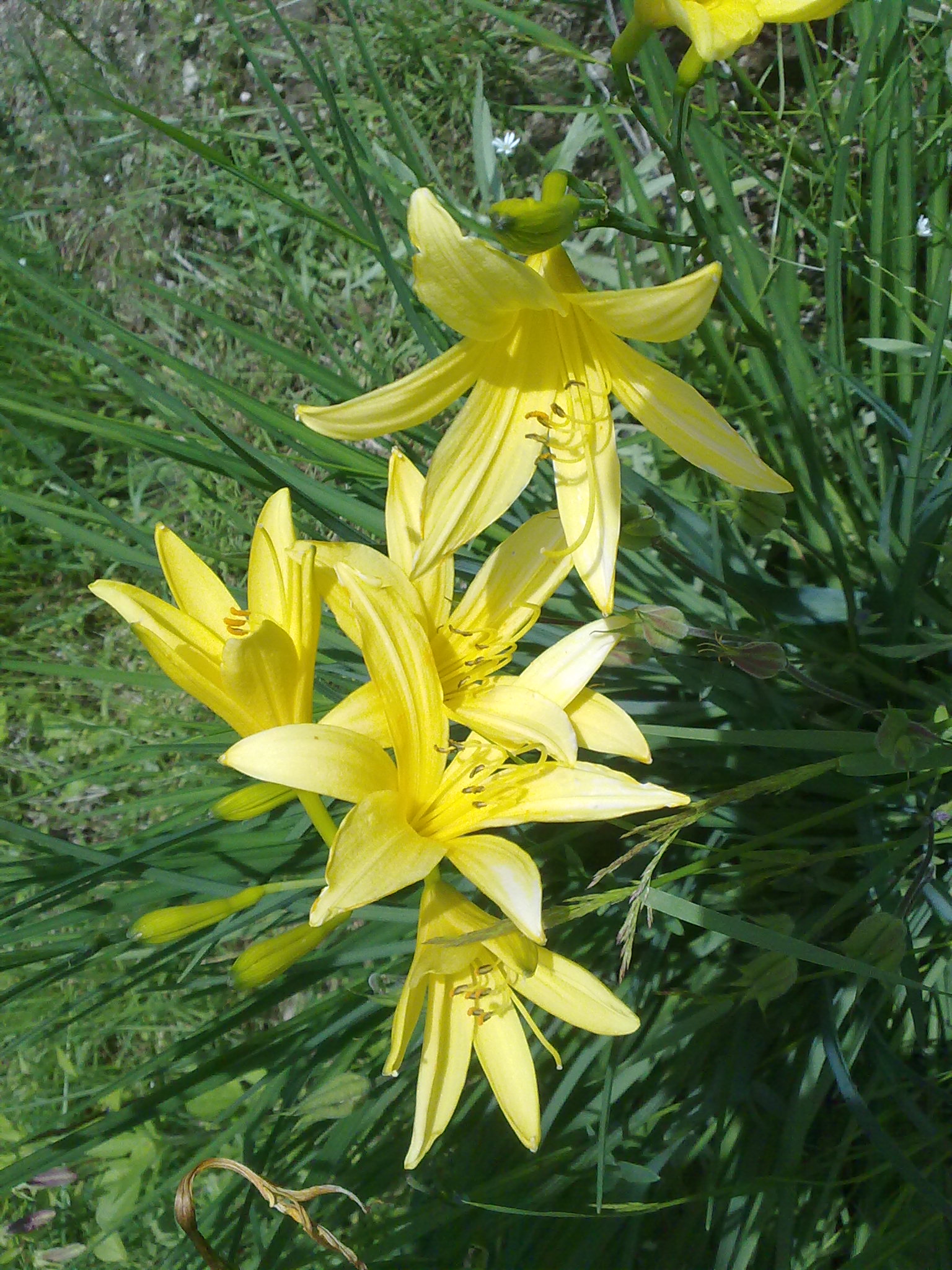 Blumenpracht02