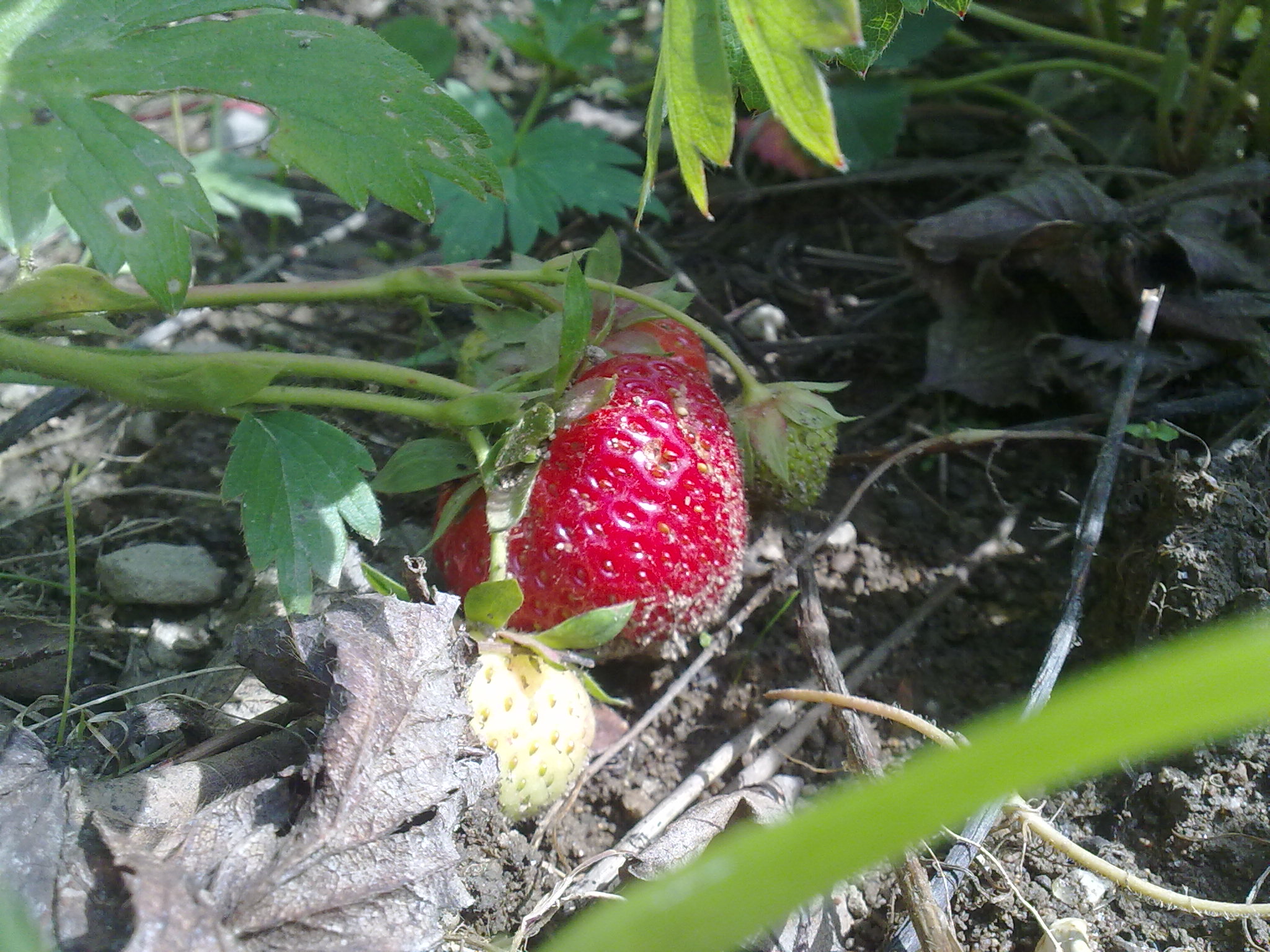 Blumenpracht04