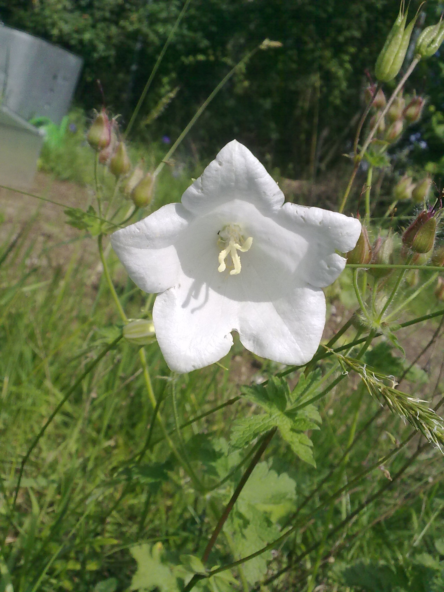 Blumenpracht05