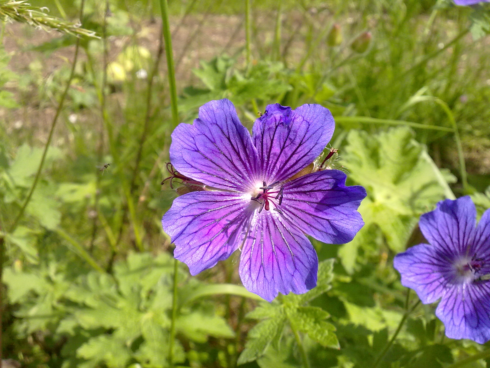 Blumenpracht06
