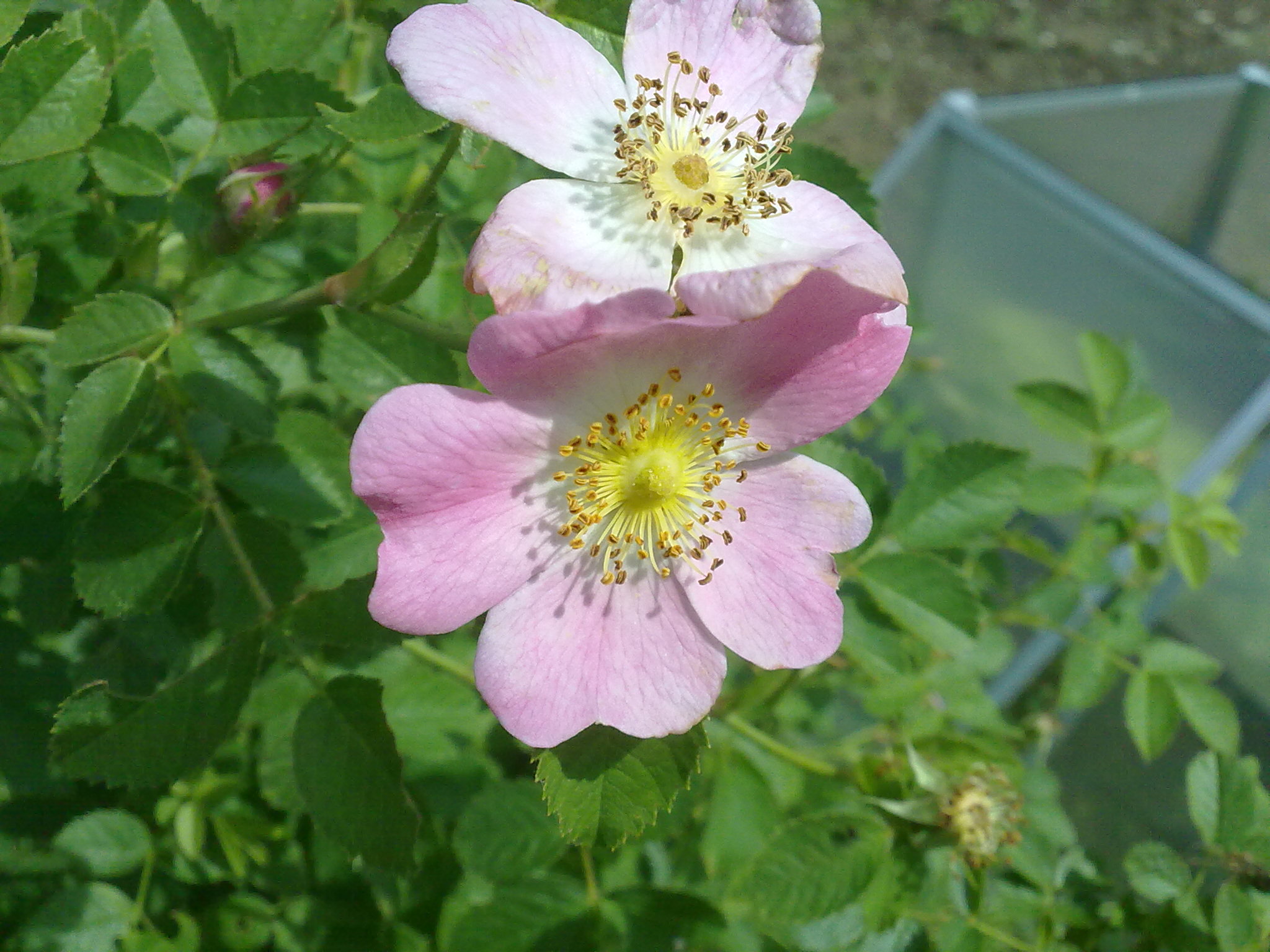Blumenpracht07