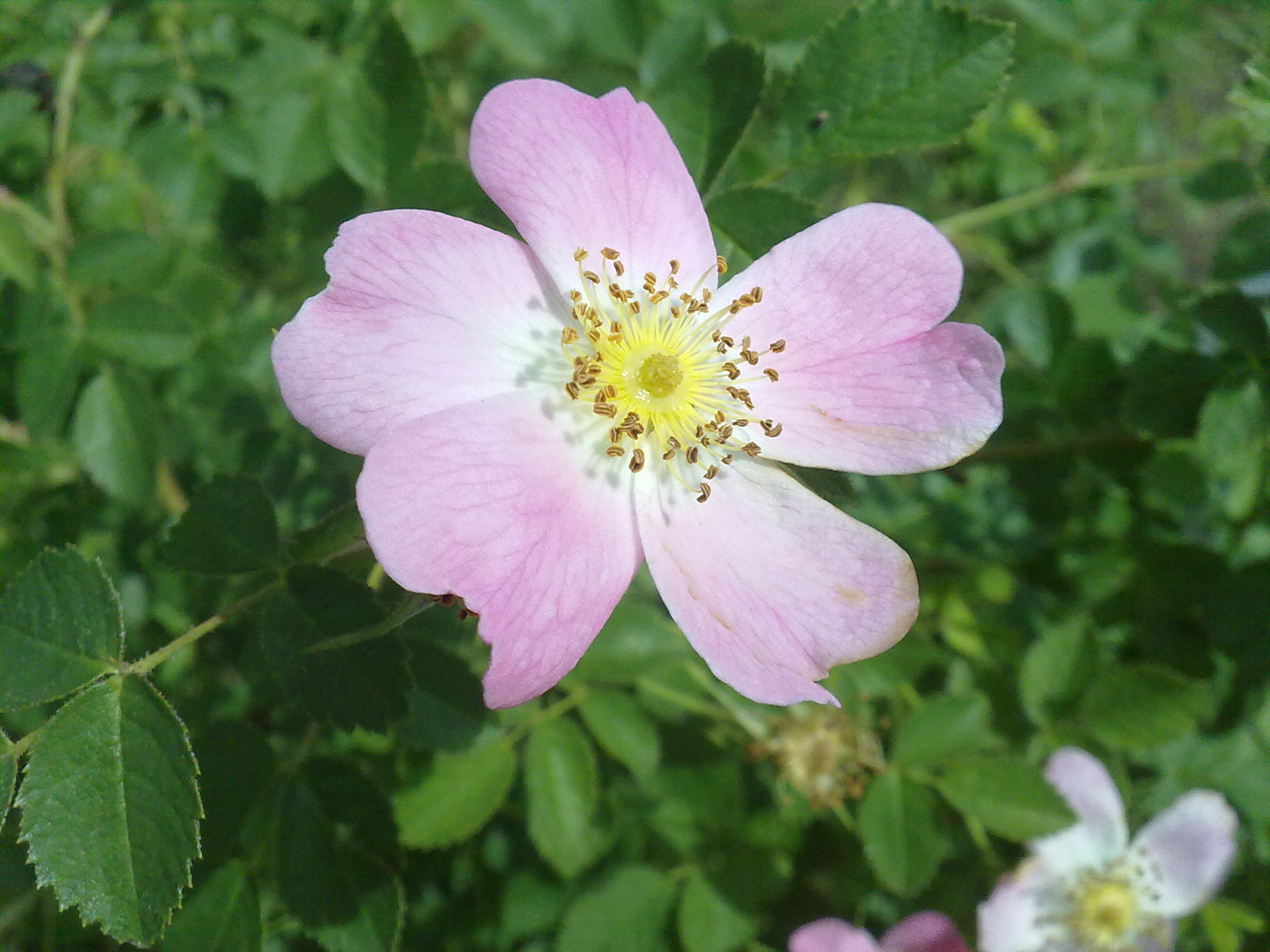 Blumenpracht08