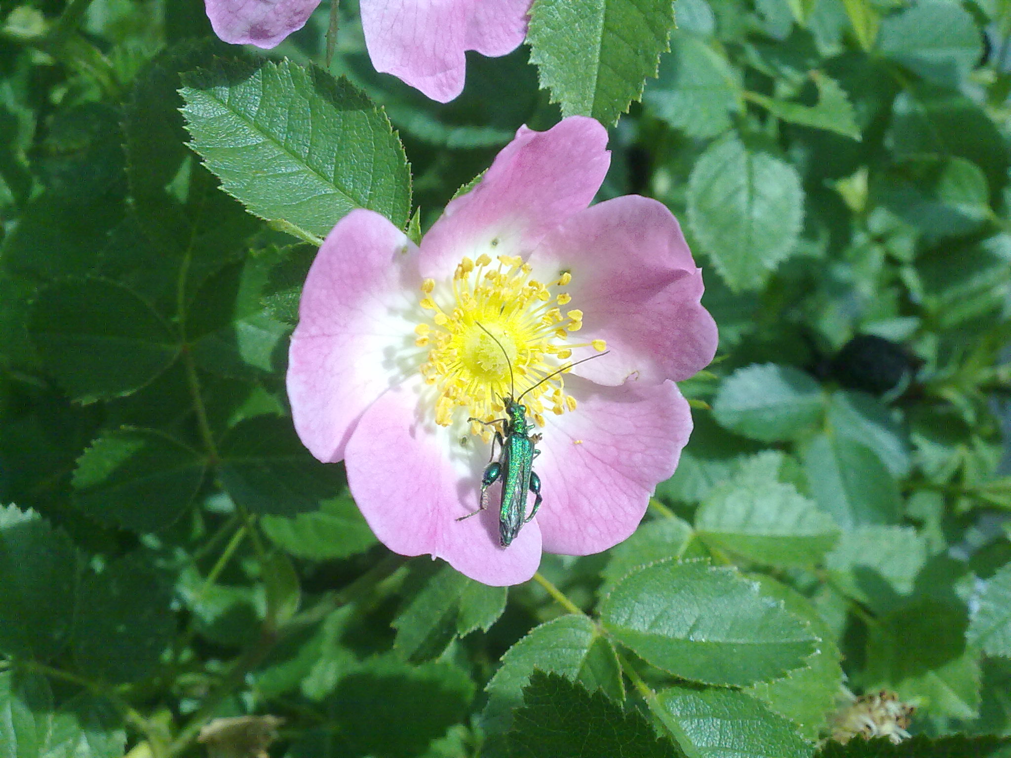 Blumenpracht09