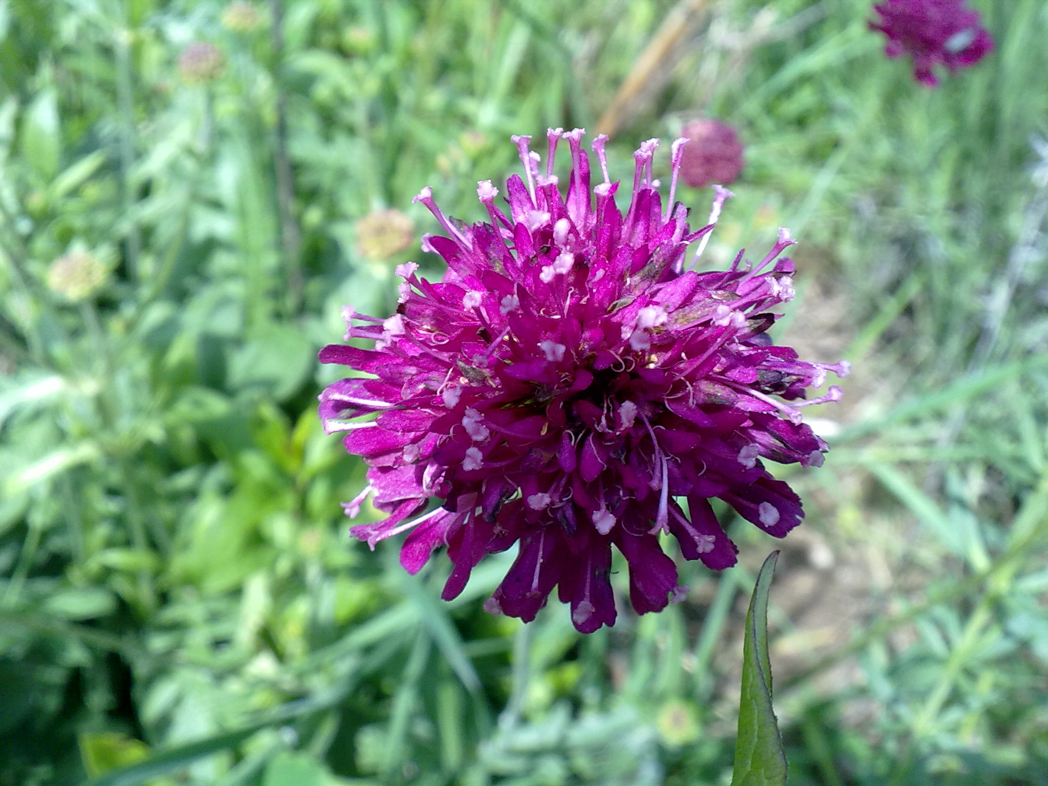 Blumenpracht10