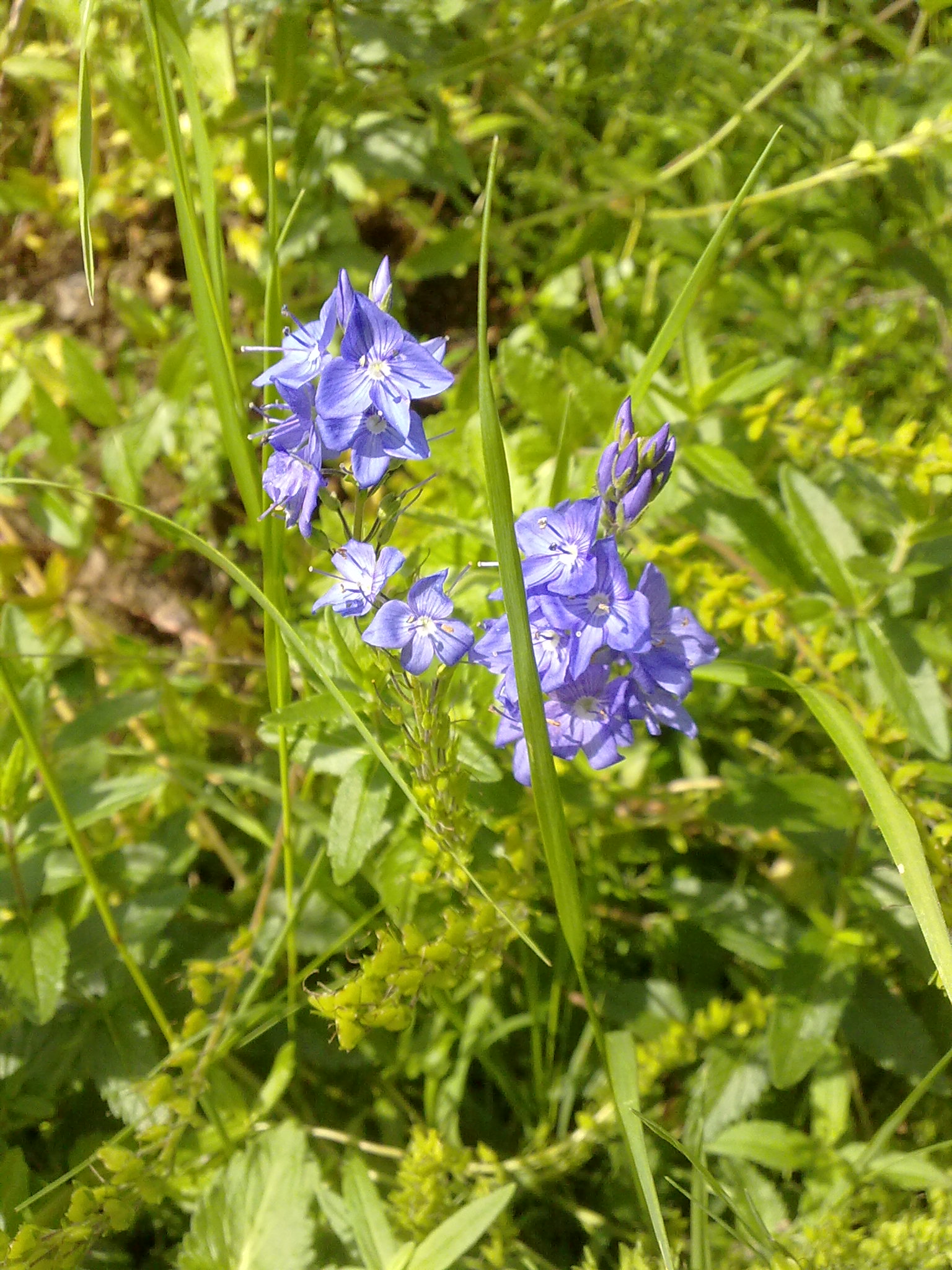Blumenpracht11