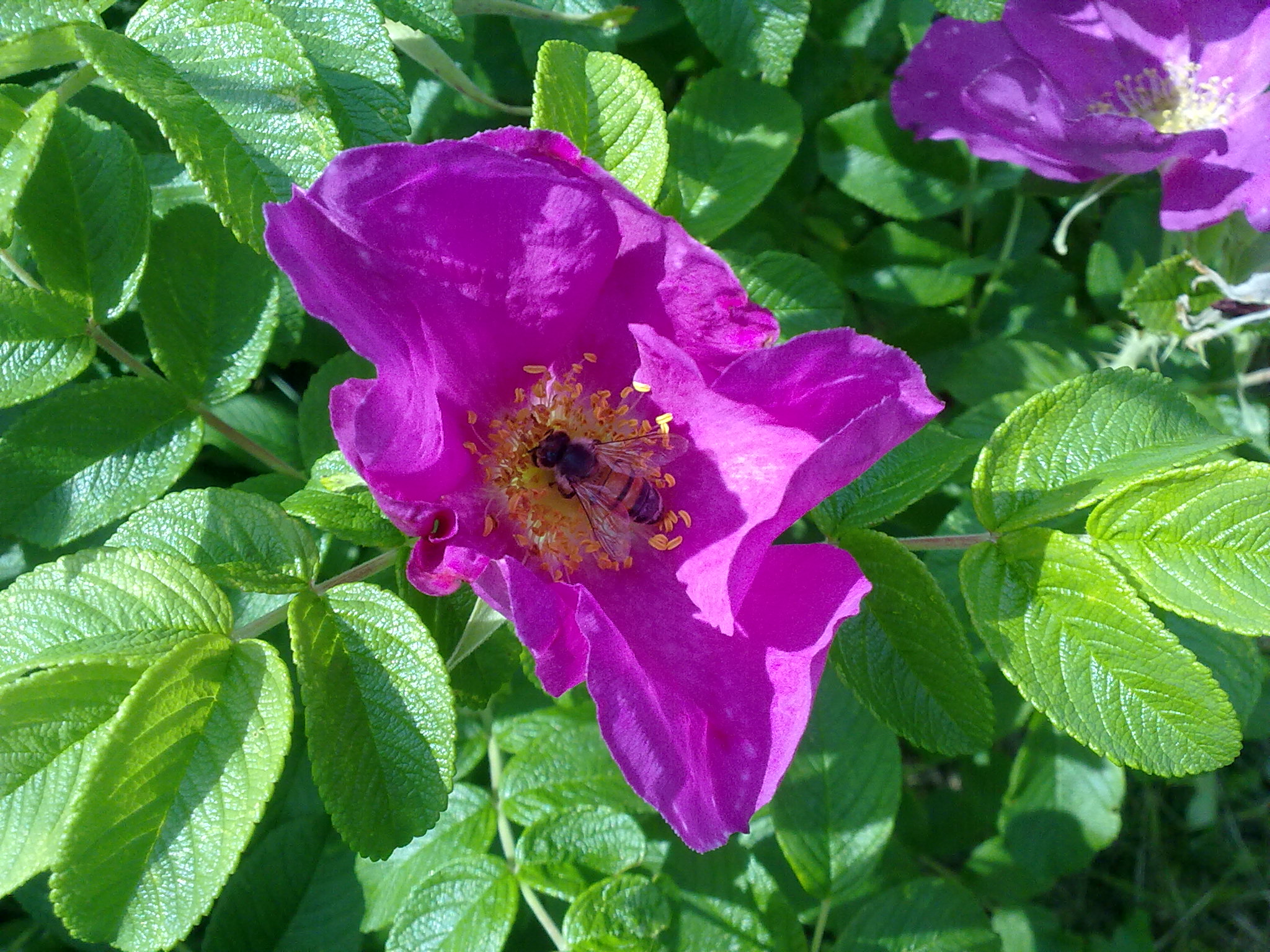 Blumenpracht12