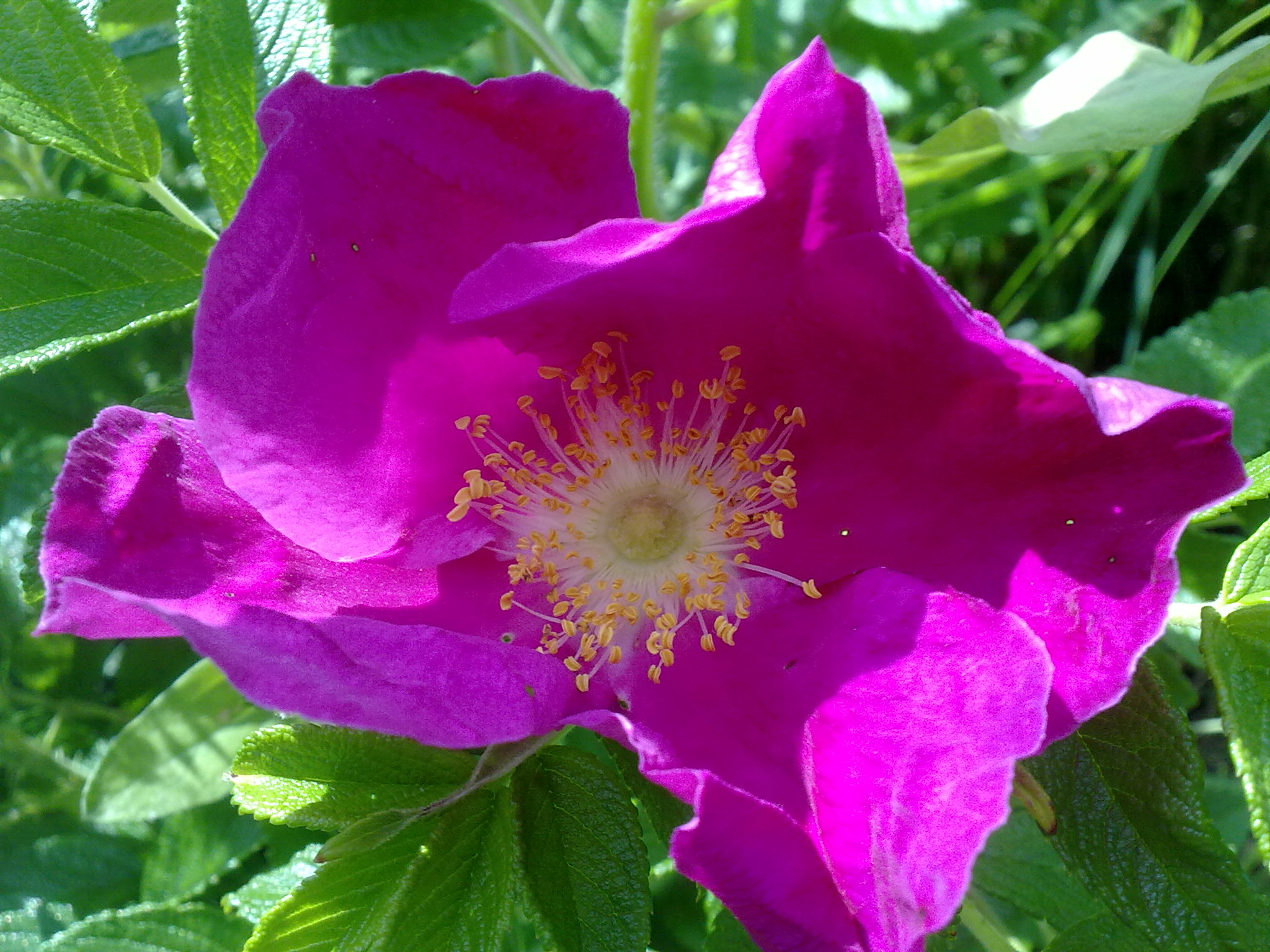 Blumenpracht13