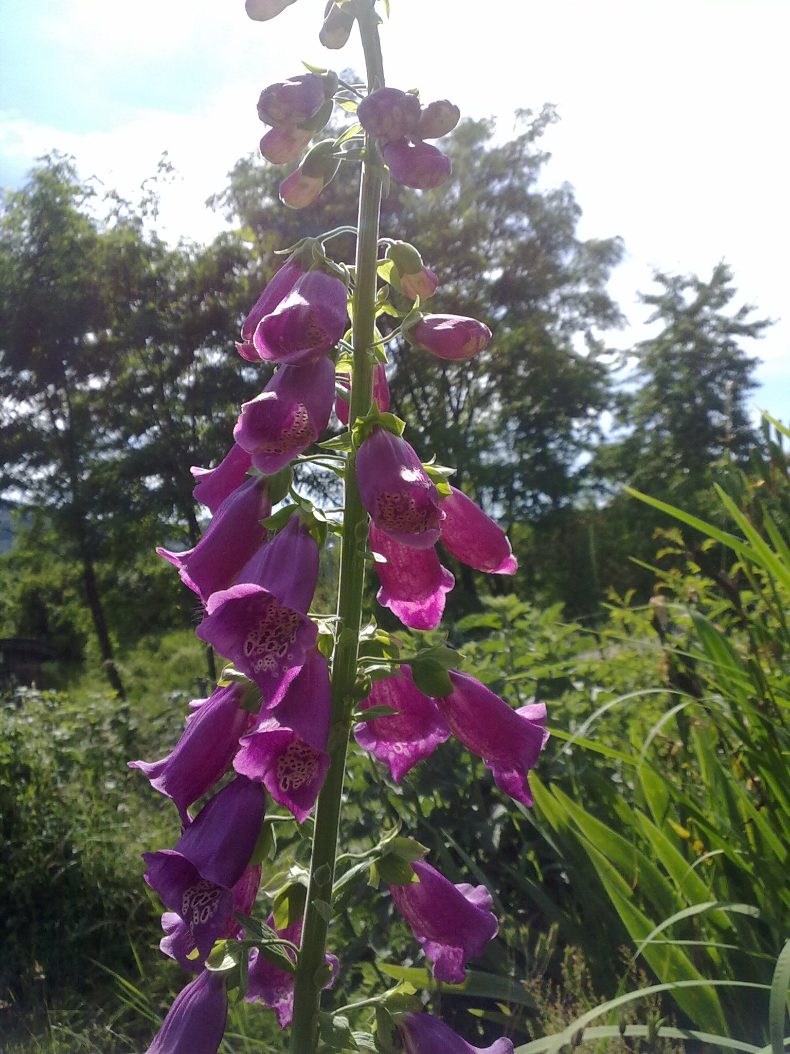 Blumenpracht14